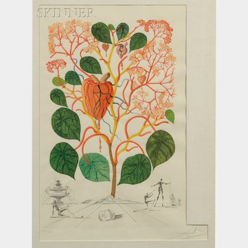 Begonia , from FLORDALI by Salvador Dali