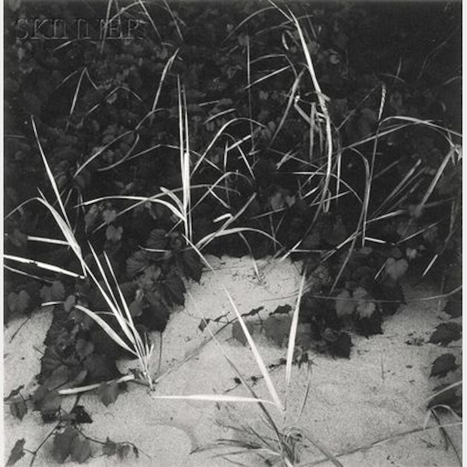 Lake Michigan (Reeds) by Harry Callahan