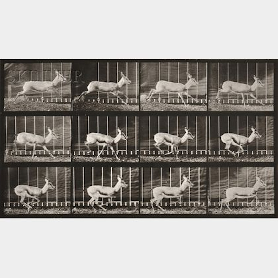 Two Images from ANIMAL LOCOMOTION: Plate 698 (Gazelle) and Plate 750 (Tree Sloth) by Eadweard Muybridge