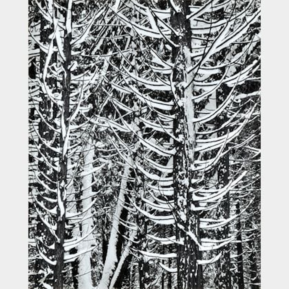 Forest Detail, Winter, Yosemite National Park, California by Ansel Adams