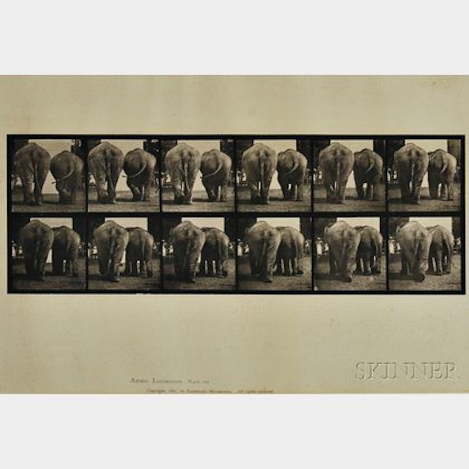 Four Plates from ANIMAL LOCOMOTION:Plate 467 (child walking), Plate 475 (man and child walking), Plate 679 (goat), and Plate 735 (elephants) by Eadweard Muybridge