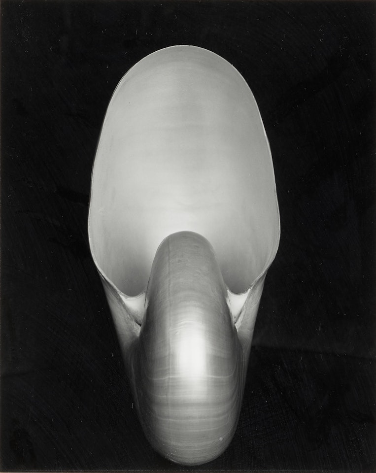 Nautilus by Edward Weston