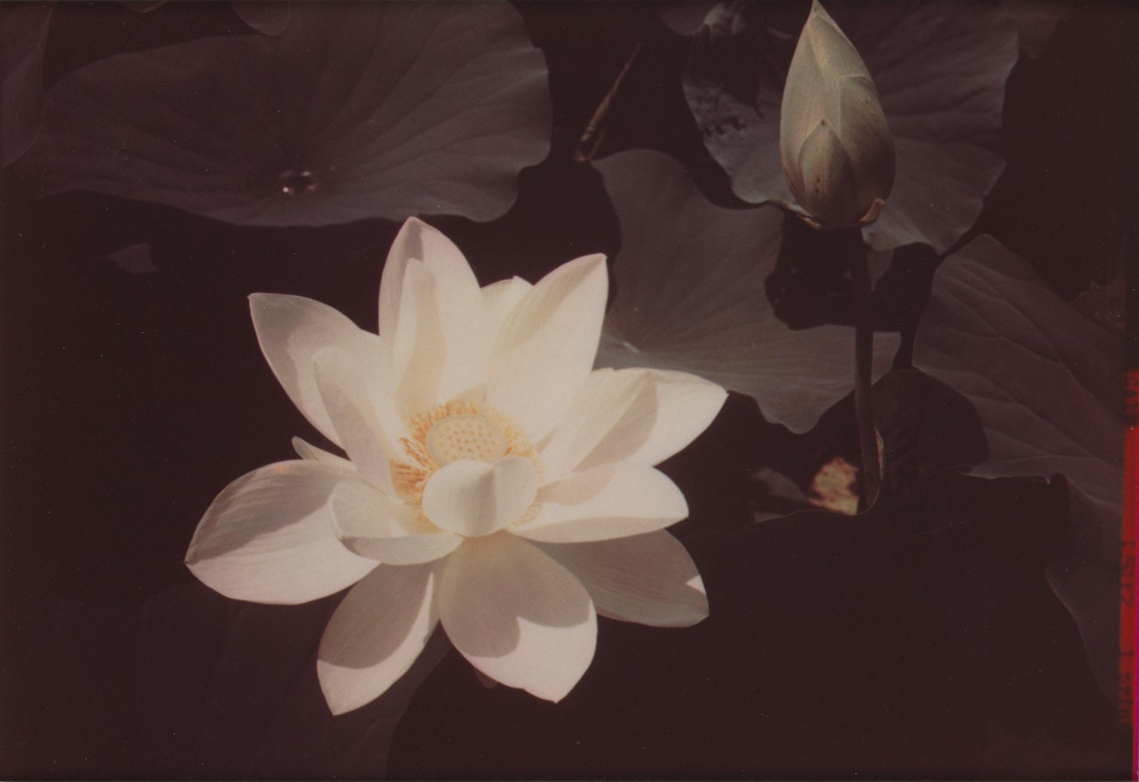 "White Lotus" by Edward Steichen