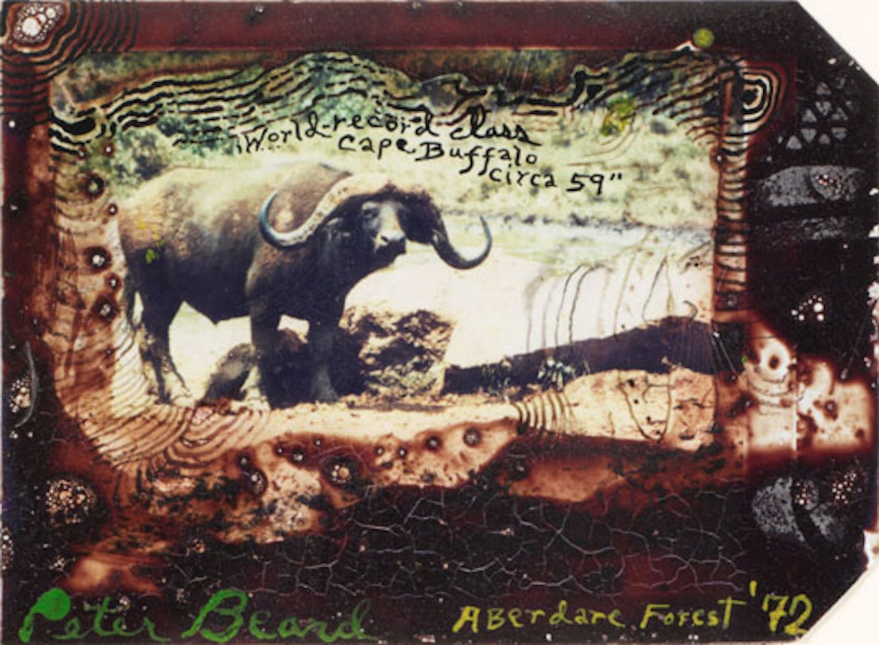 World Record Class Cape Buffalo circa "59 by Peter Beard