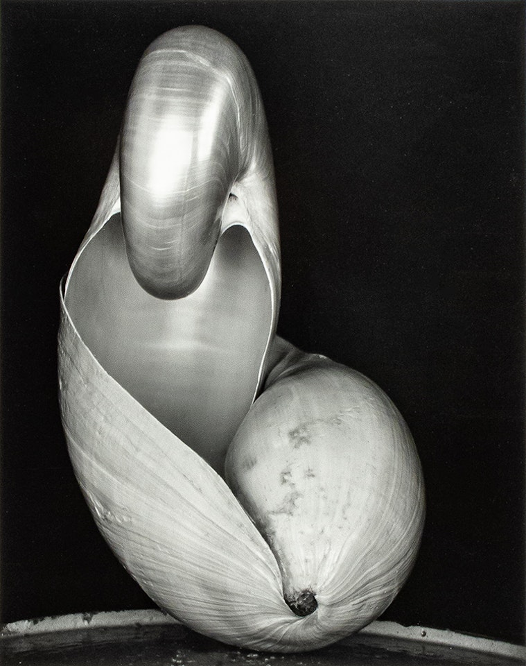 American; Shell by Edward Weston