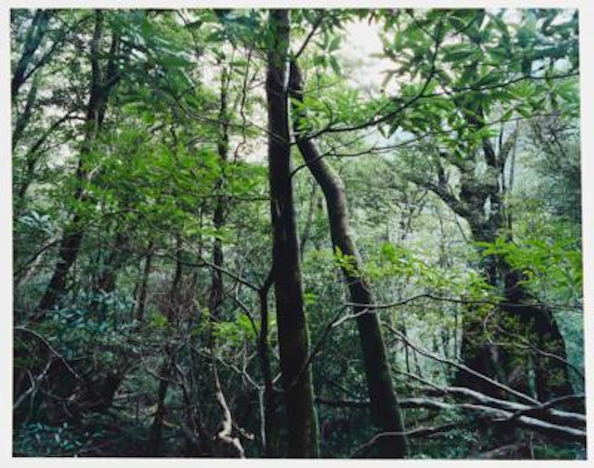 From "Paradies" by Thomas Struth