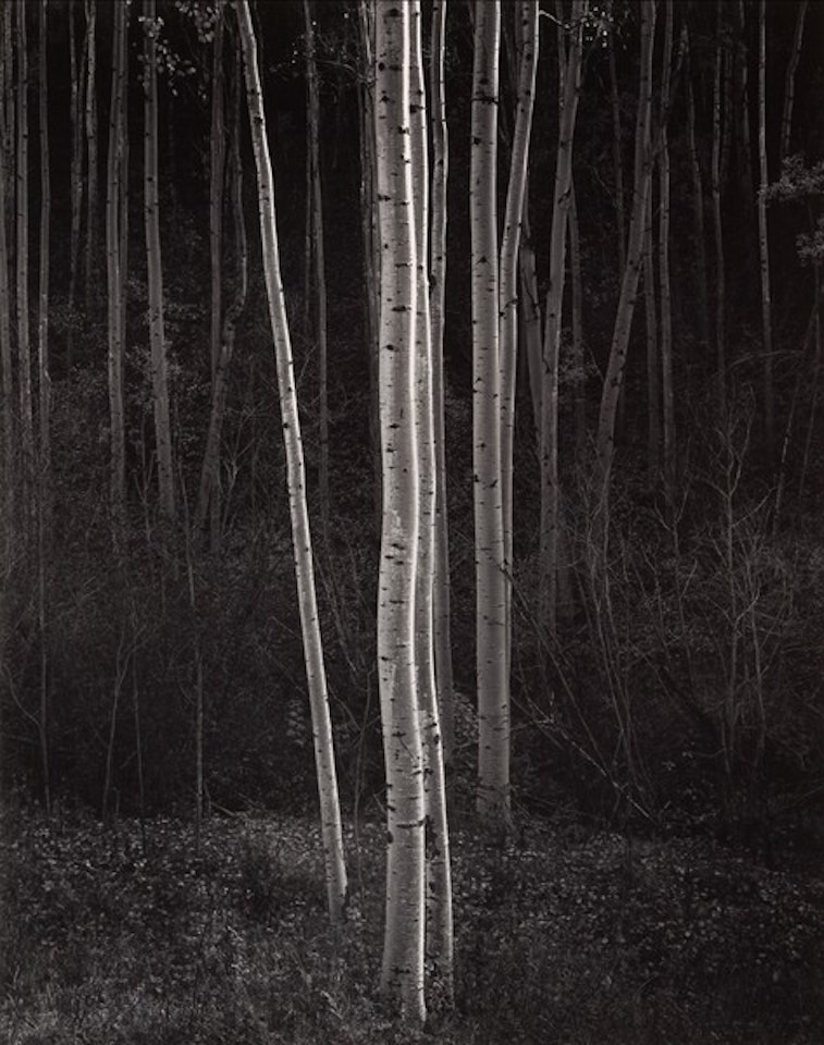 "Aspens, Northern New Mexico" by Ansel Adams