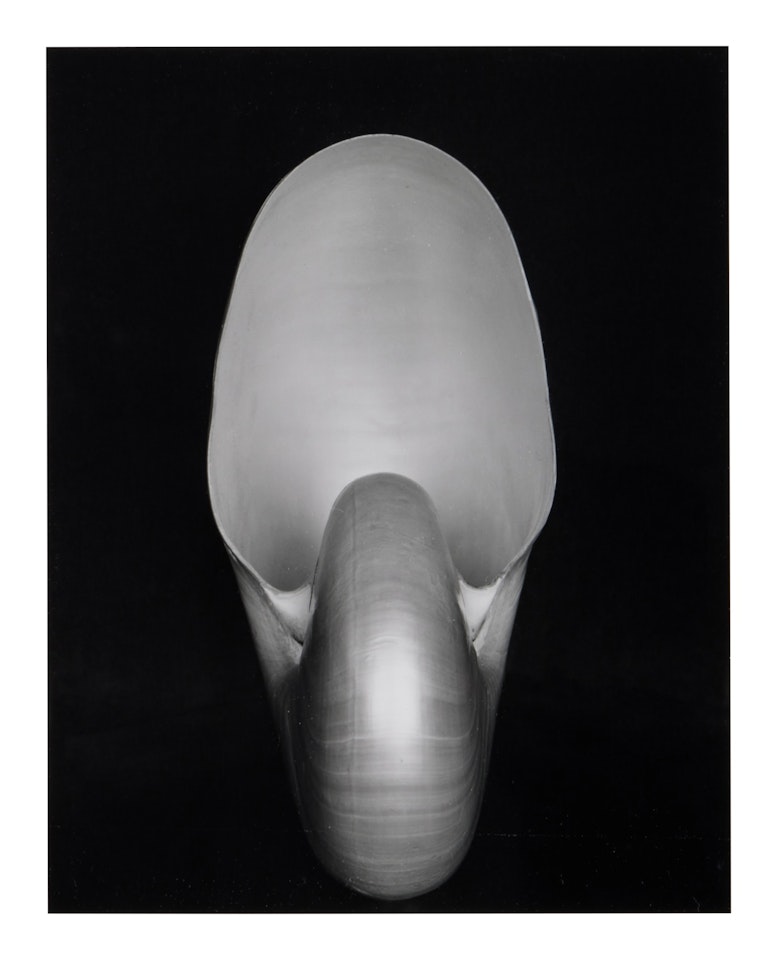 Shell by Edward Weston