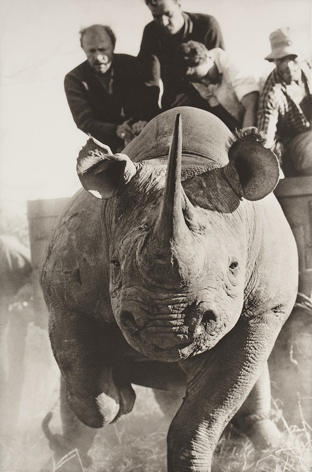"Rhino Roping with Ken Randall" by Peter Beard