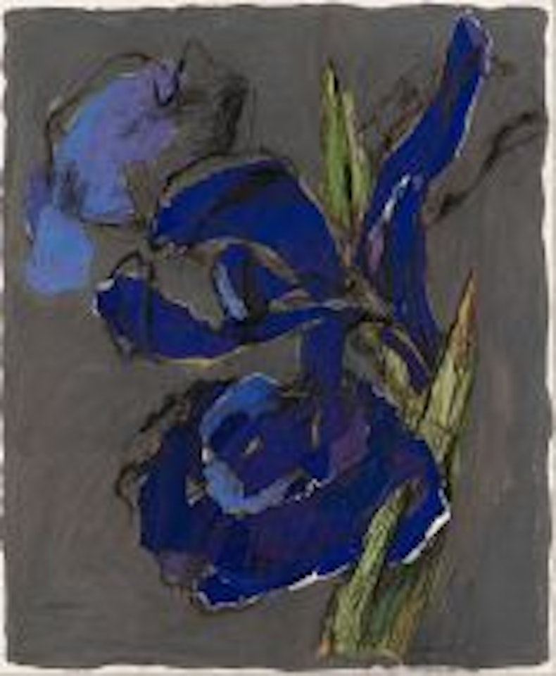 Iris by William Kentridge