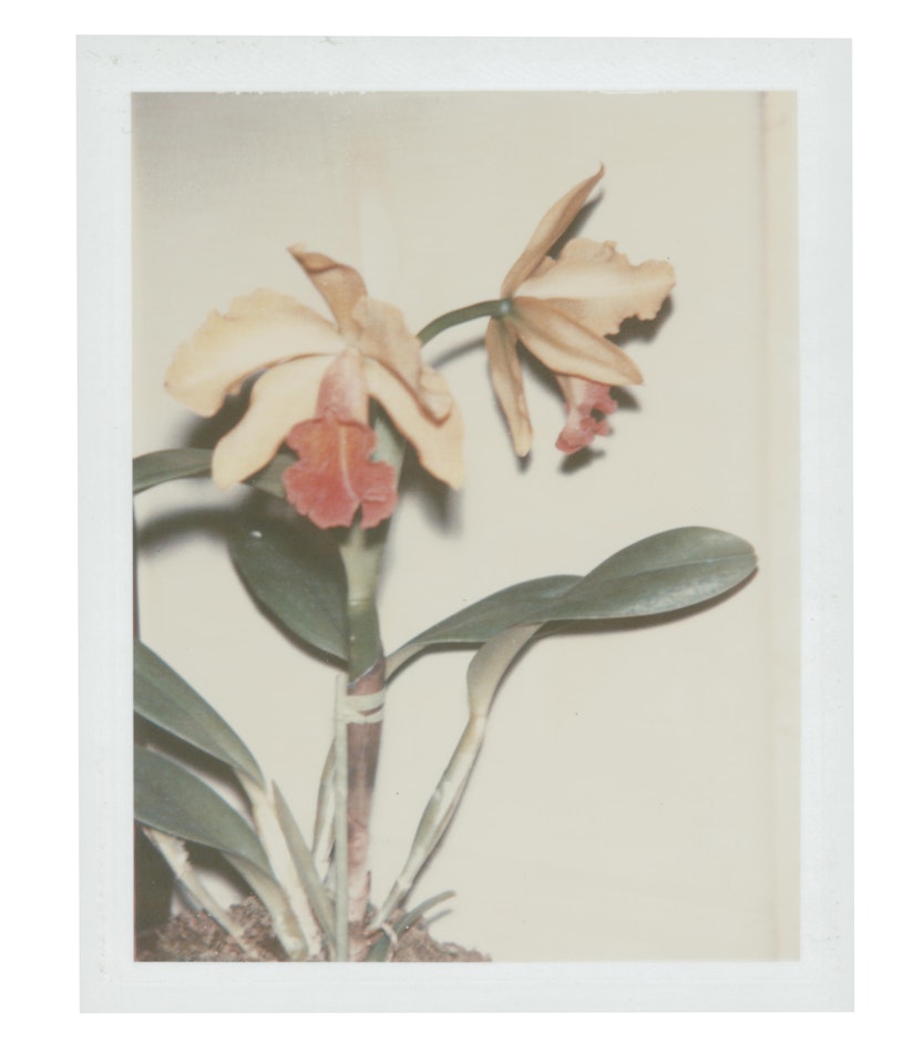 Flowers by Andy Warhol