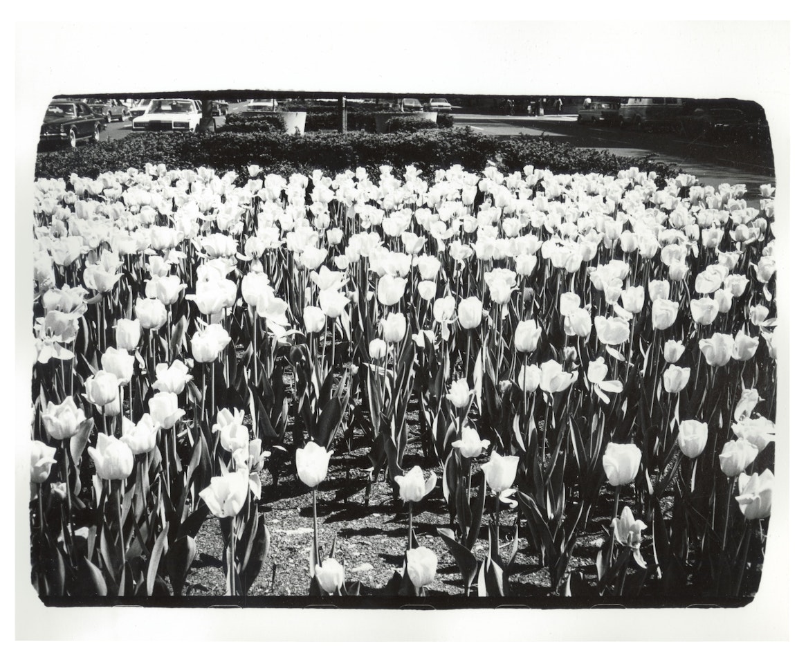 Park Avenue Tulips by Andy Warhol