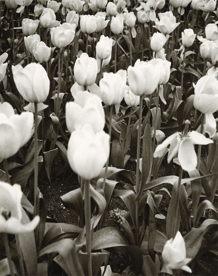 Tulips by Andy Warhol