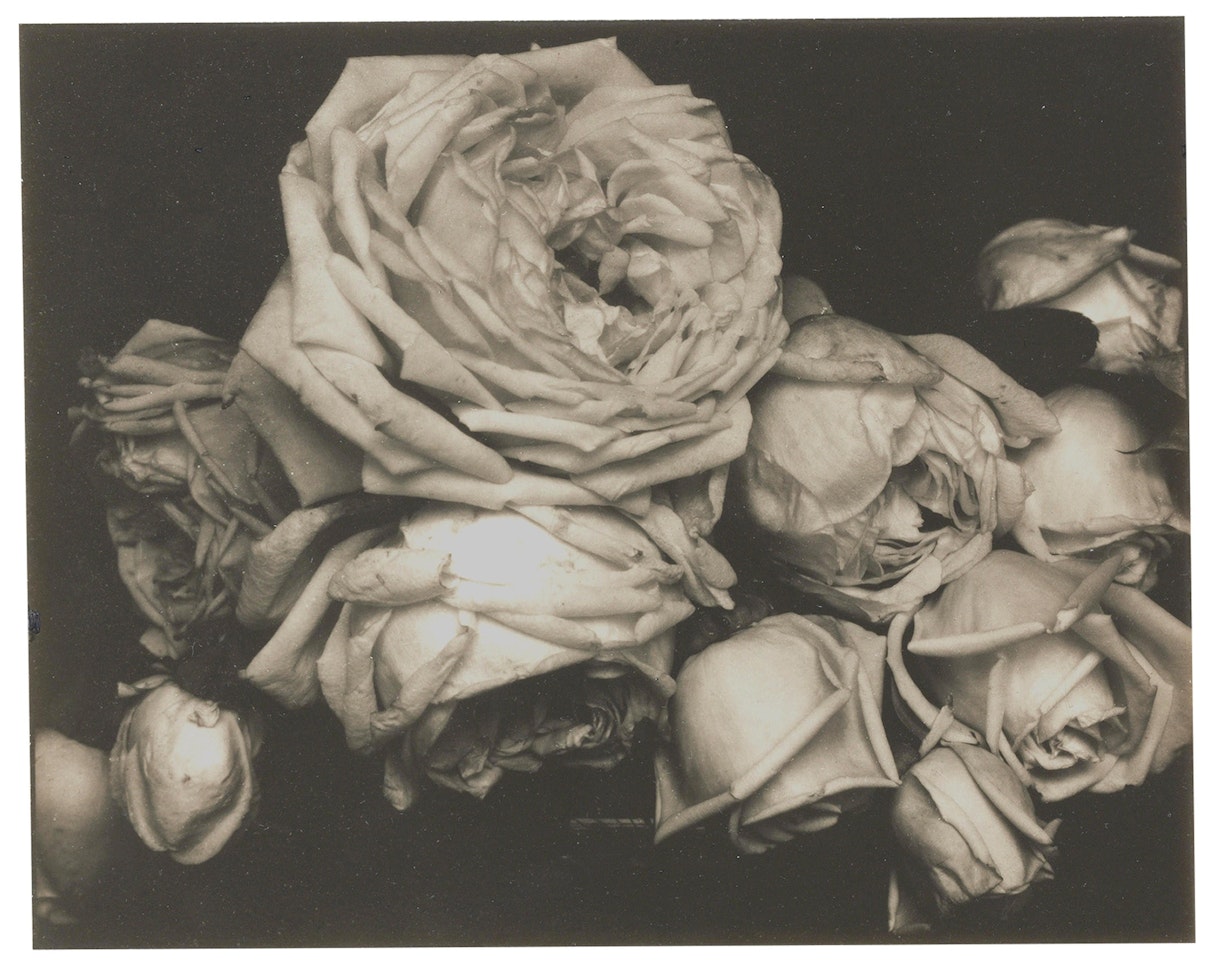 Heavy Roses, Voulangis, France by Edward Steichen