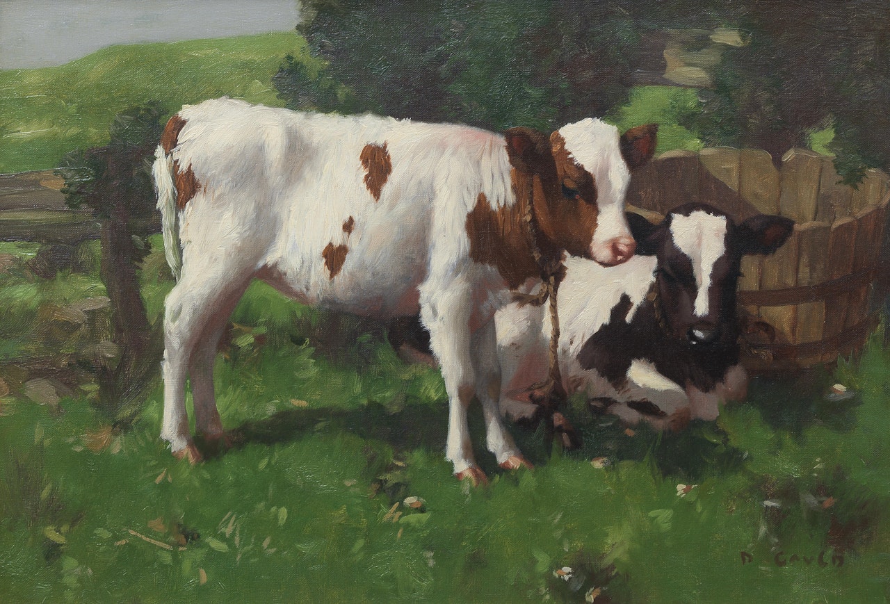 Calves at rest by David Gauld
