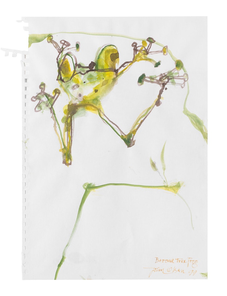 Broome Tree Frog by John Olsen