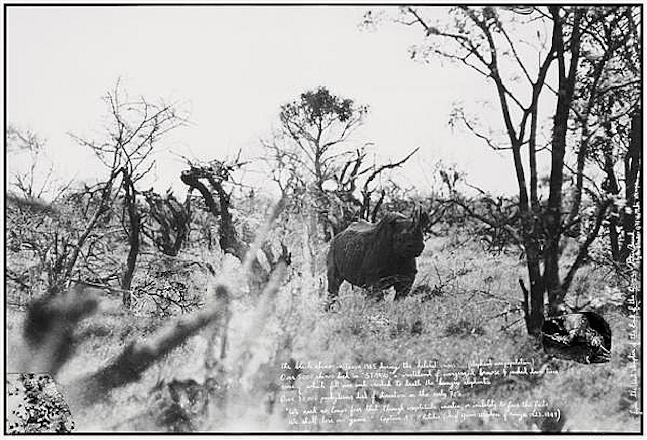 The black rhino in Tsavo by Peter Beard