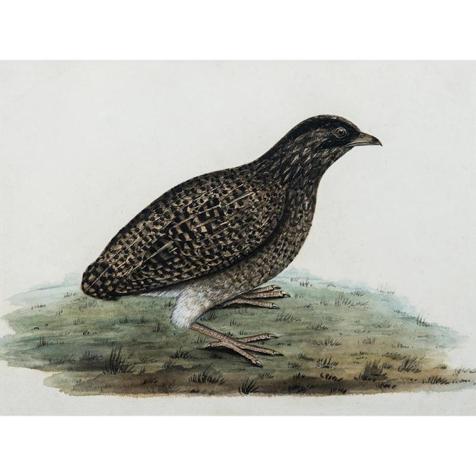 Study of Francolin by English School