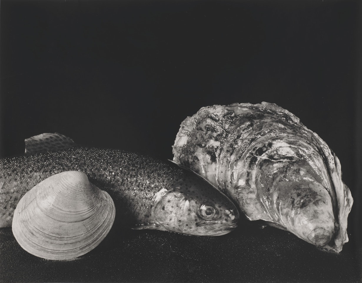 Still Life with Clam, Fish and Oyster, New York, 1966 by Irving Penn