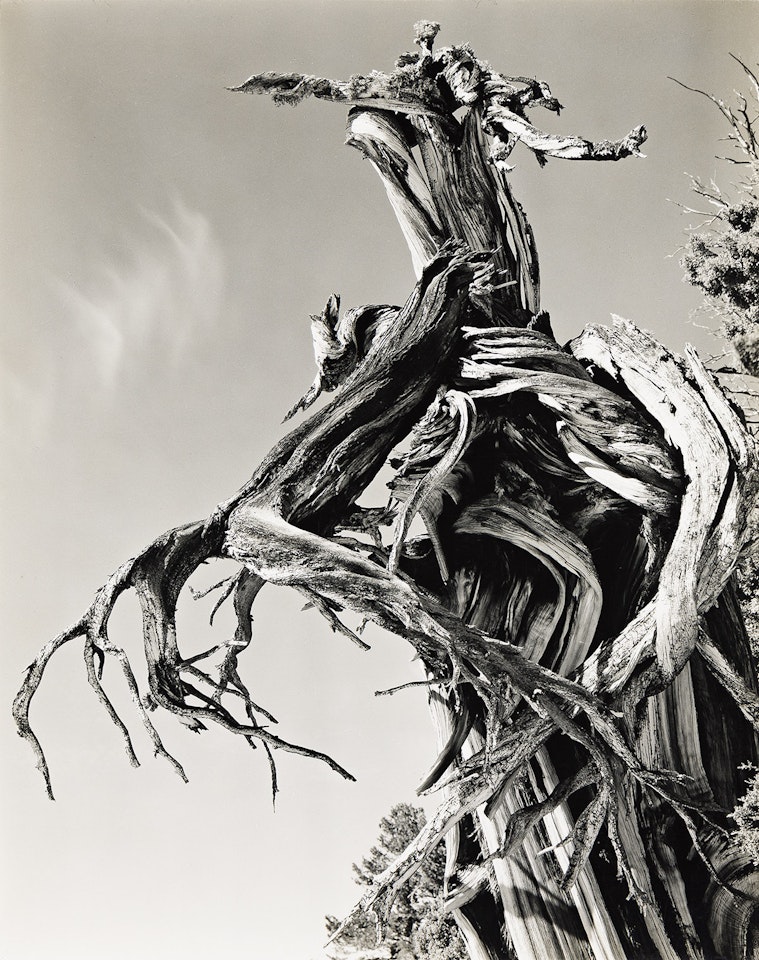 Juniper, Lake Tenaya [Fragment of a Juniper Tree, High Sierra] by Edward Weston