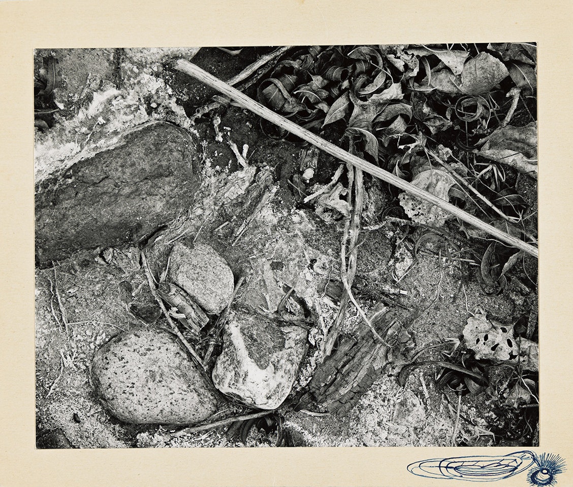 Dry Creek Bed by Frederick Sommer