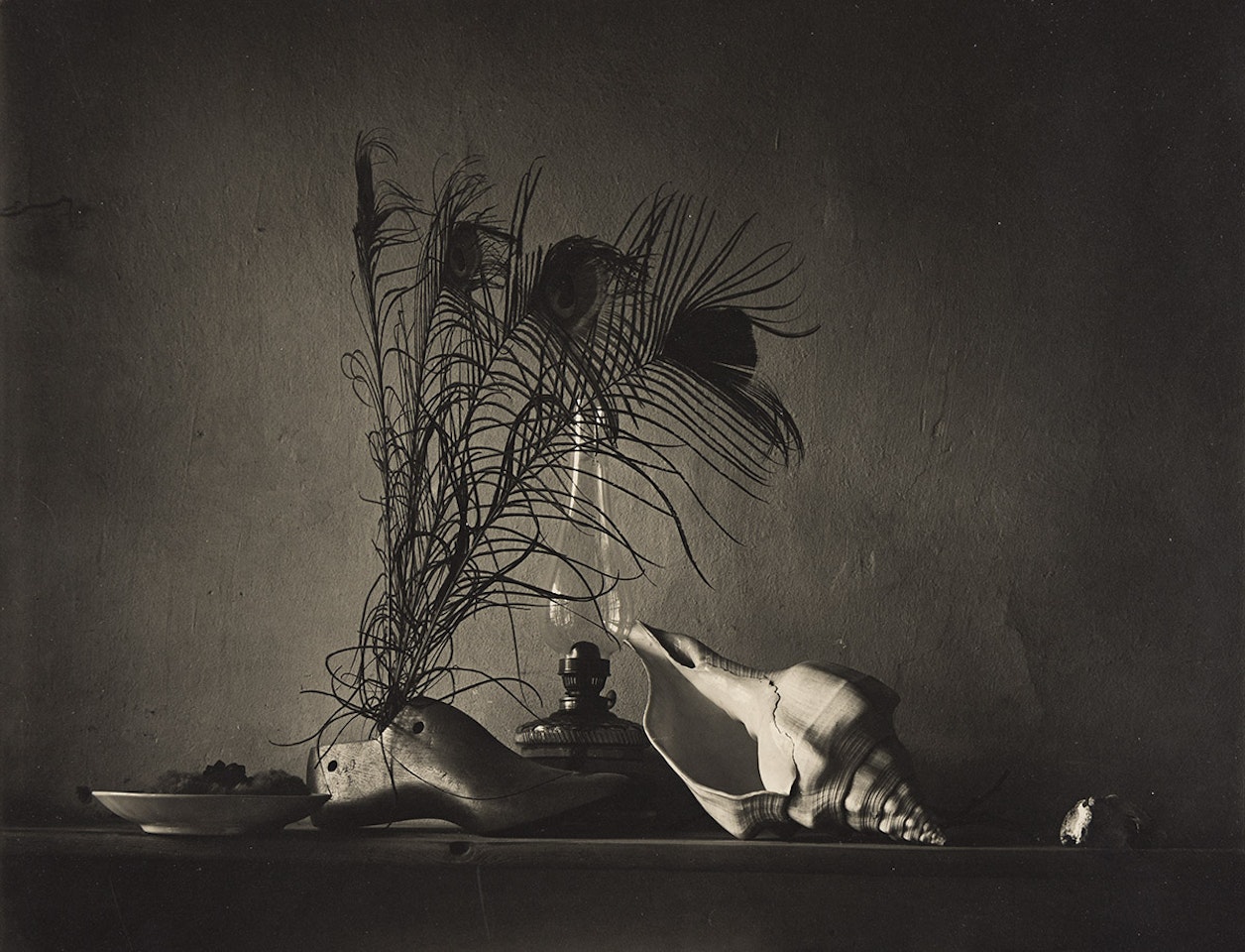 Still life in the style of Caravaggio (still life with peacock feathers and a conch shell) by Josef Sudek