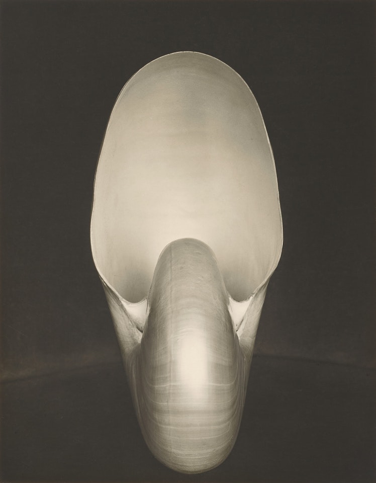 Shell (Nautilus) by Edward Weston