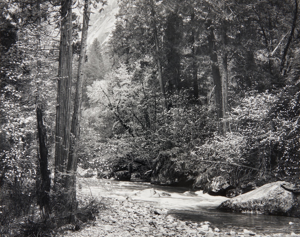 Tenaya Creek, Dogwood, Rain, Yosemite National Park, California by Ansel Adams
