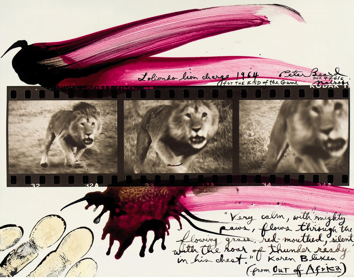 Lolindo Lion Charge by Peter Beard
