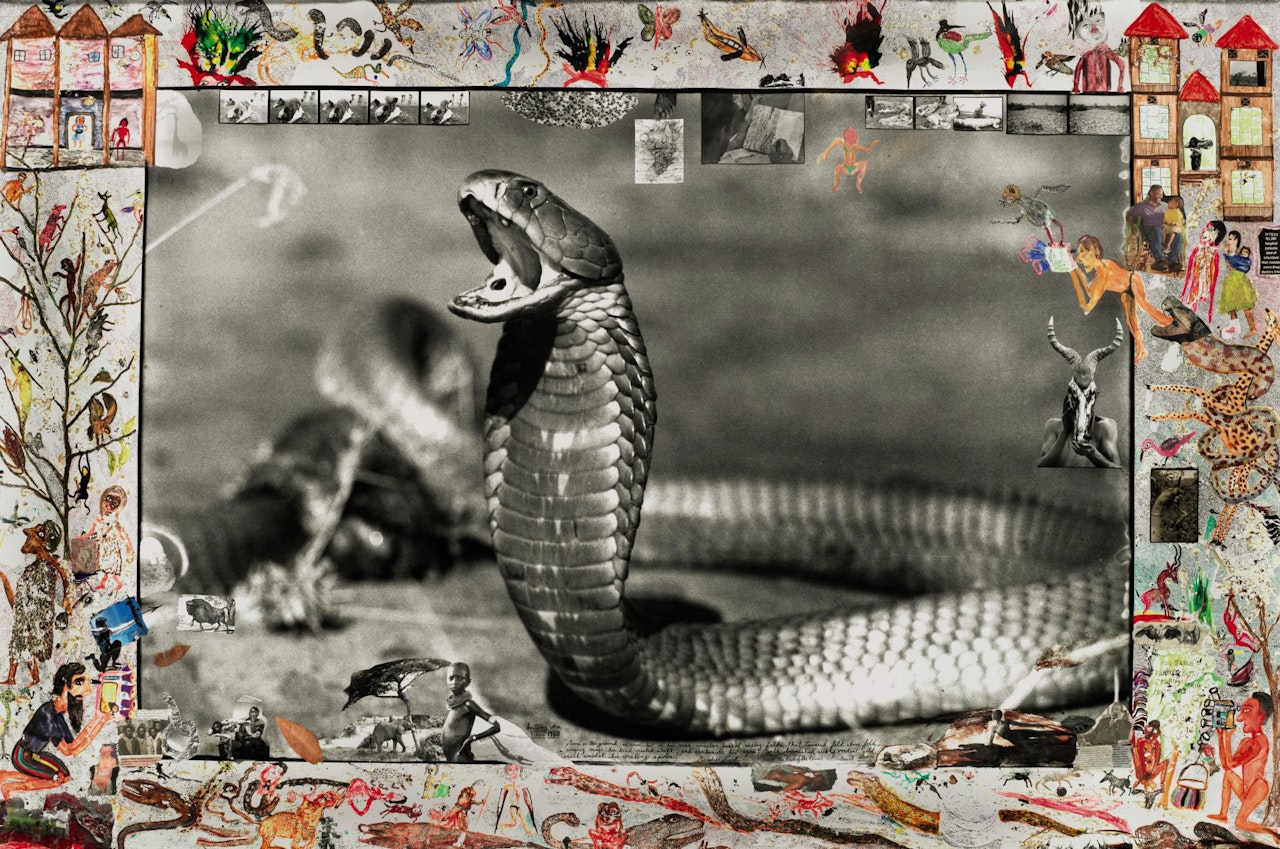 Spitting Cobra, Tsavo, by Peter Beard