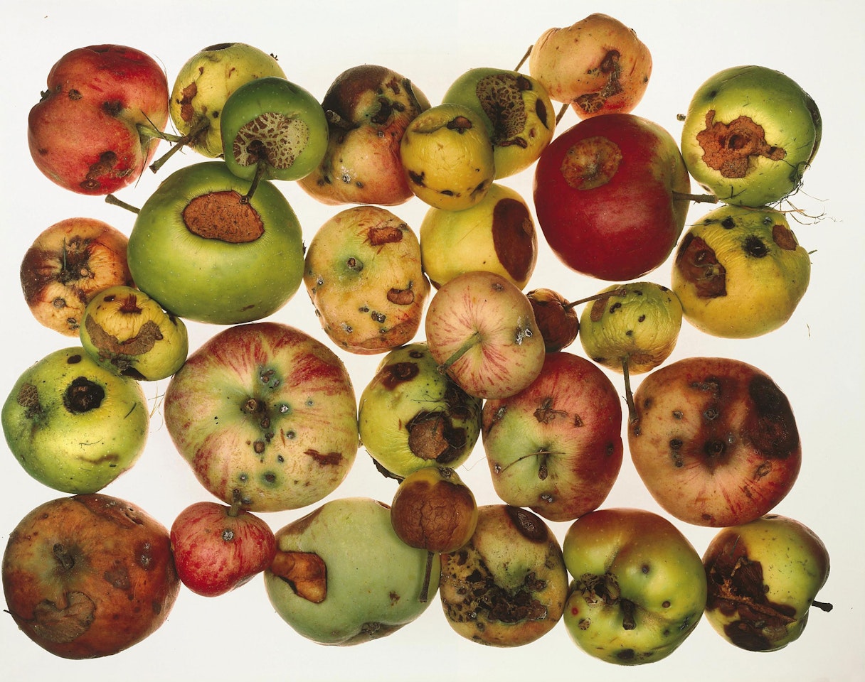 Red Apples, New York by Irving Penn
