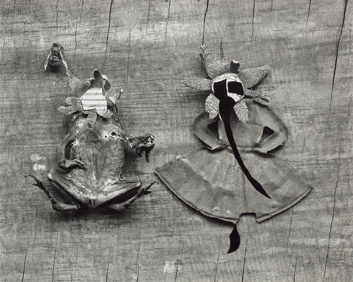 Frog and Flower by Frederick Sommer