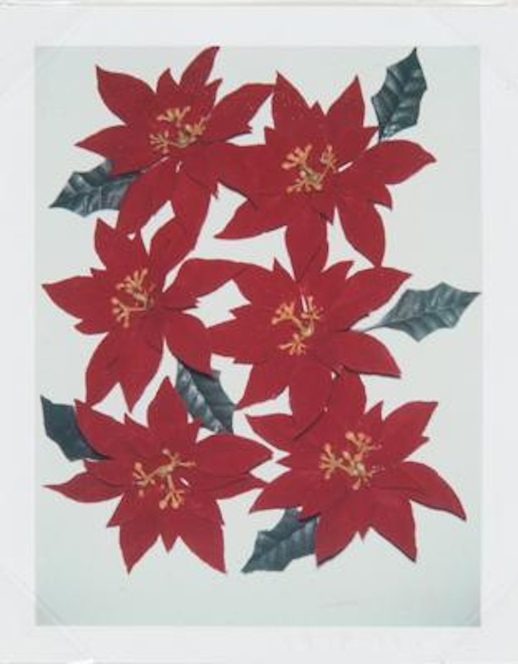 Poinsettias by Andy Warhol
