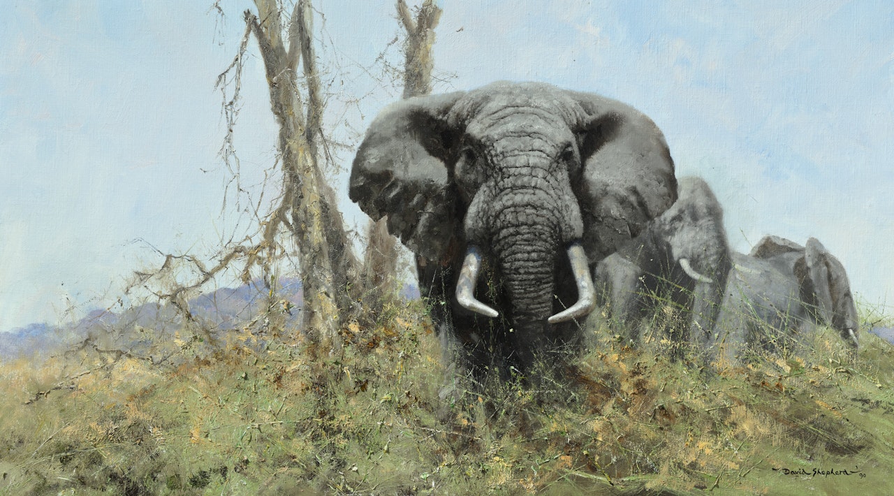 The Gentle Giant by David Shepherd