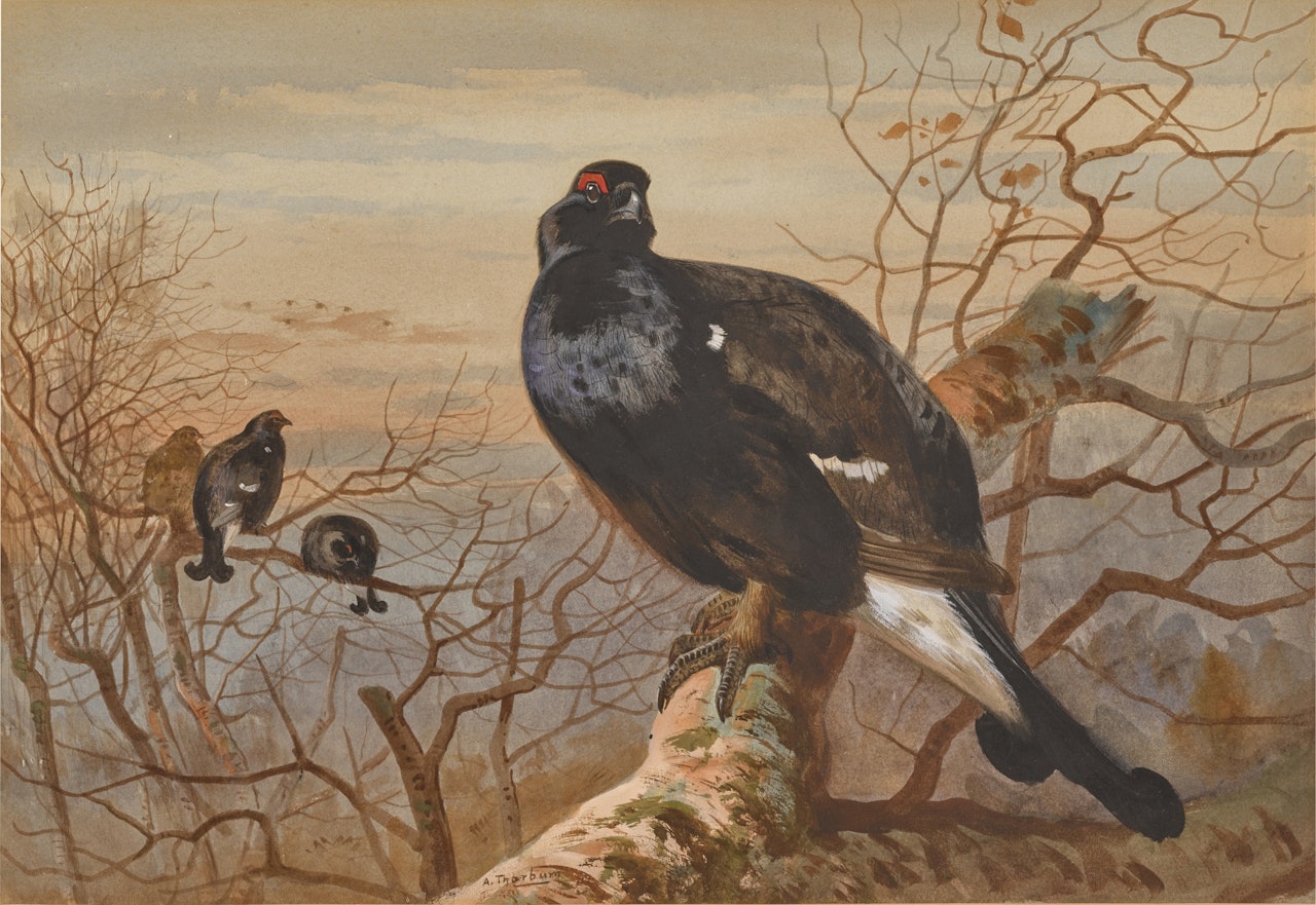 The Evening Roost, Black Game by Archibald Thorburn