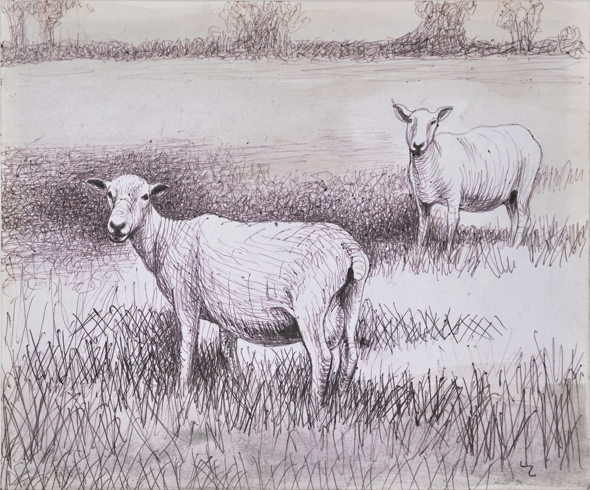 Shorn Sheep in Field (recto); Shorn Sheep (verso) by Henry Moore