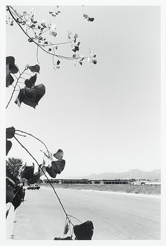 "Cottonwood Leaves, Boulder County, Colorado" by Robert Adams