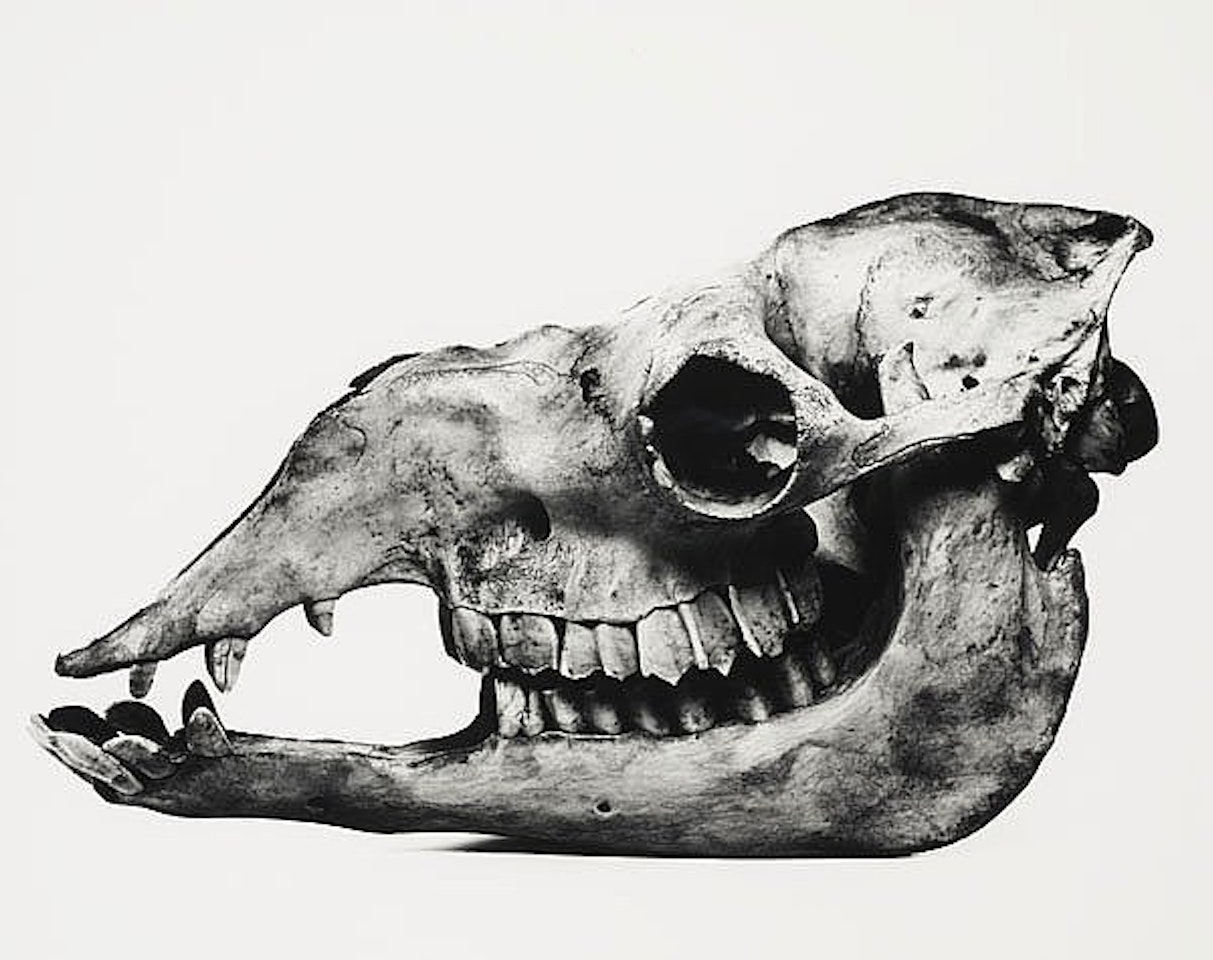 "Camel", Prague by Irving Penn