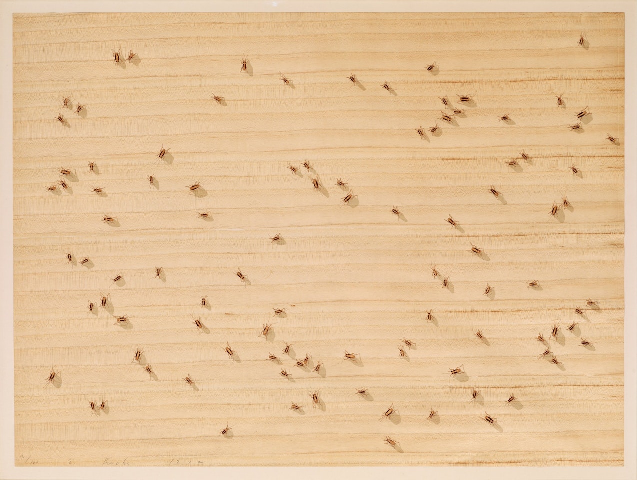 "Cockroaches", from: "Insects" by Ed Ruscha