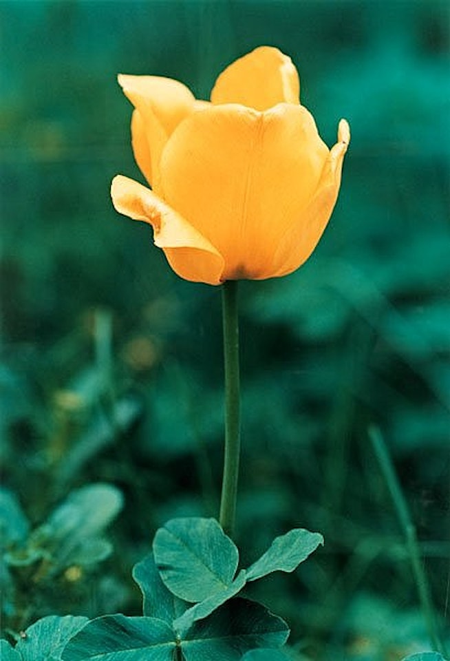 "Gelbe Tulpe No 69" by Thomas Struth