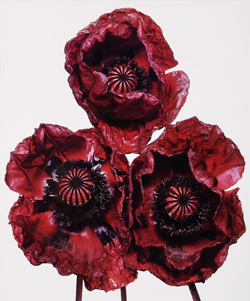 "Three Poppies, Arab Chief, New York, 1969" by Irving Penn