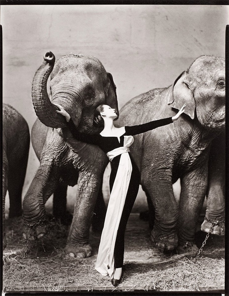 "Dovima with elephants, evening dress by Dior, Cirque d"Hiver, Paris, August 1955" by Richard Avedon