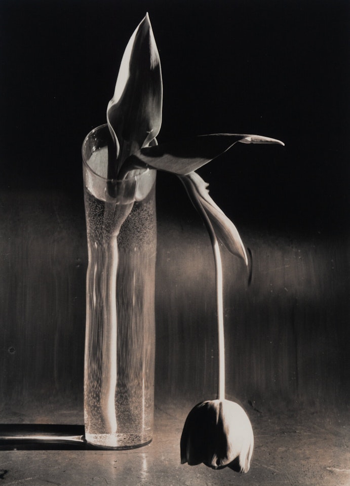 Melancholic Tulip by André Kertész