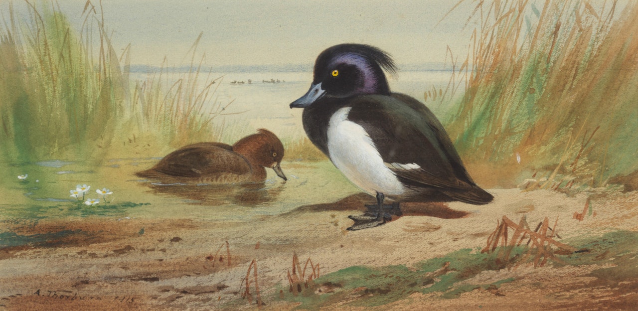 Tufted duck by Archibald Thorburn