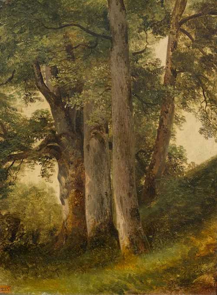 A tree study. by Alexandre Calame