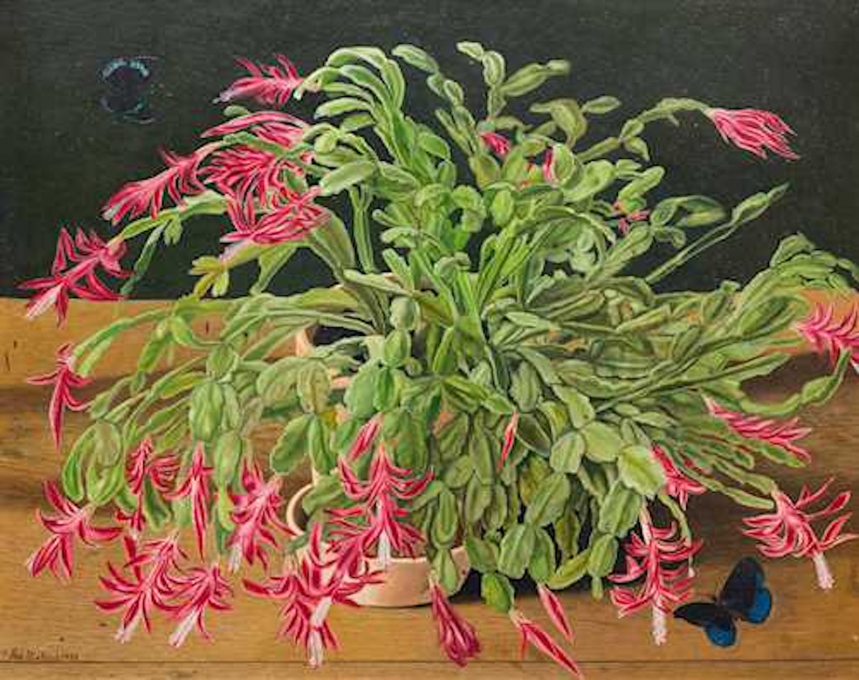 Christmas cactus by Adolf Dietrich