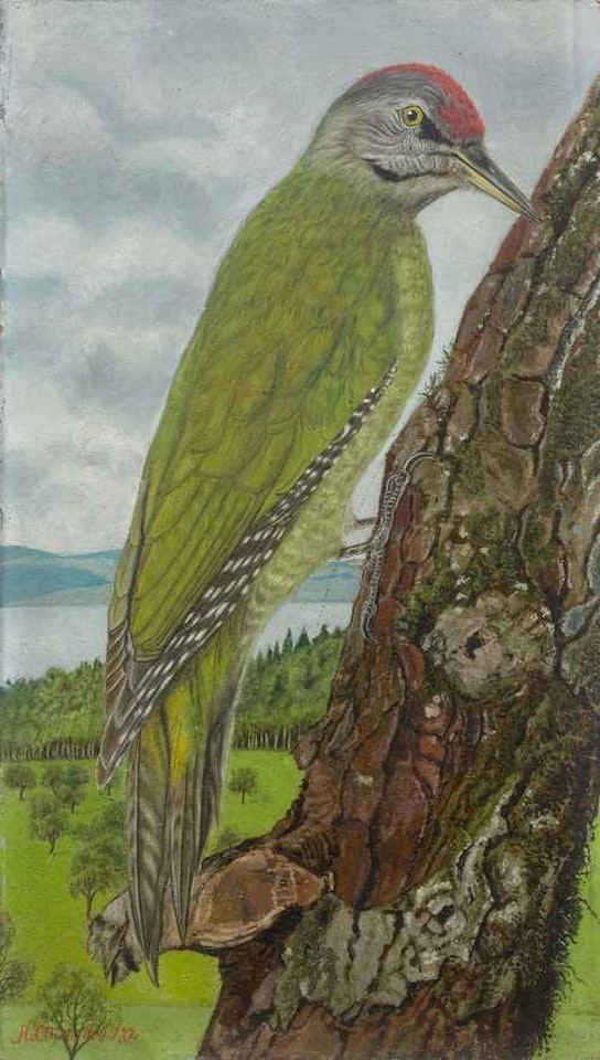 Grünspecht by Adolf Dietrich