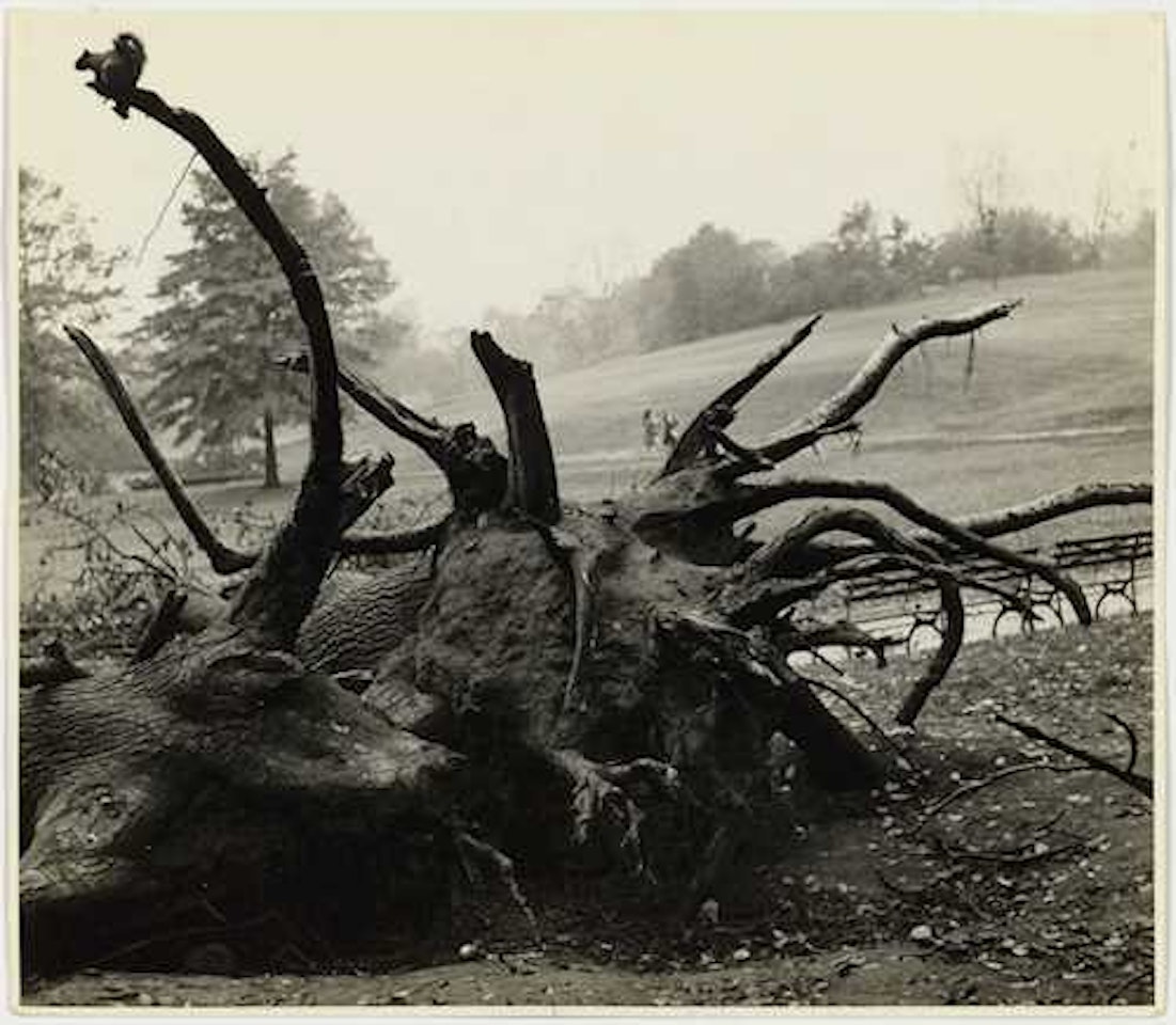 Central park by André Kertész