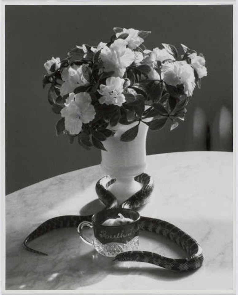 "Still life with Snake June 2-1960 N.Y." by André Kertész