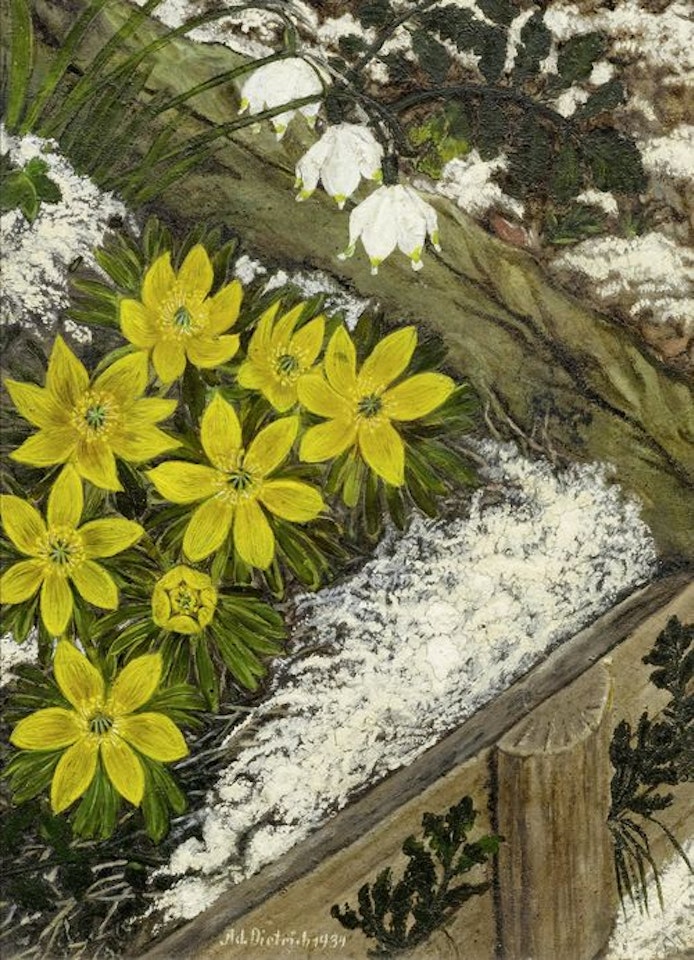 Winter aconite and snowdrops by Adolf Dietrich